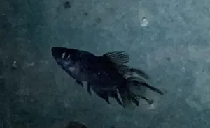 ブラックパーティードレス