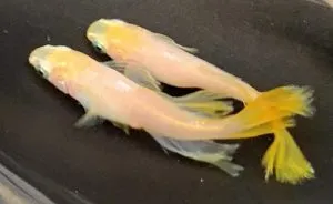 イエローテール